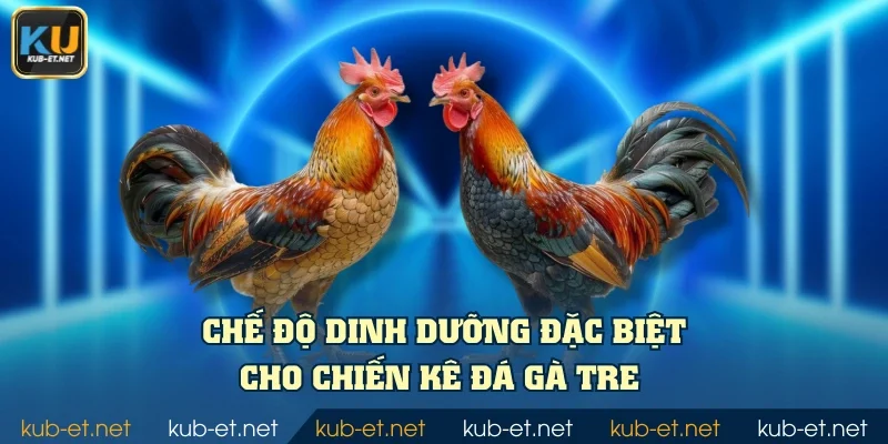 Chế độ dinh dưỡng đặc biệt cho chiến kê đá gà tre