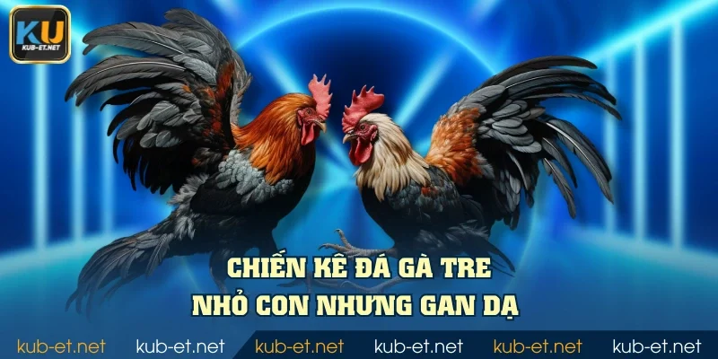 Chiến kê đá gà tre nhỏ con nhưng gan dạ