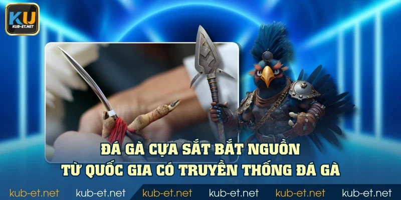 Đá gà cựa sắt bắt nguồn từ quốc gia có truyền thống đá gà
