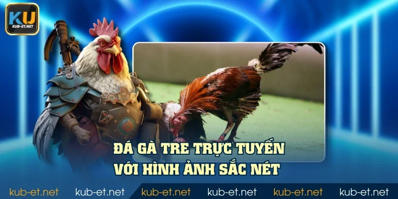 Đá gà tre trực tuyến với hình ảnh sắc nét
