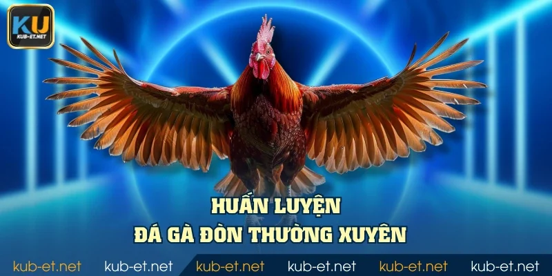 Huấn luyện đá gà đòn thường xuyên
