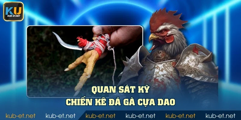 Quan sát kỹ chiến kê đá gà cựa dao