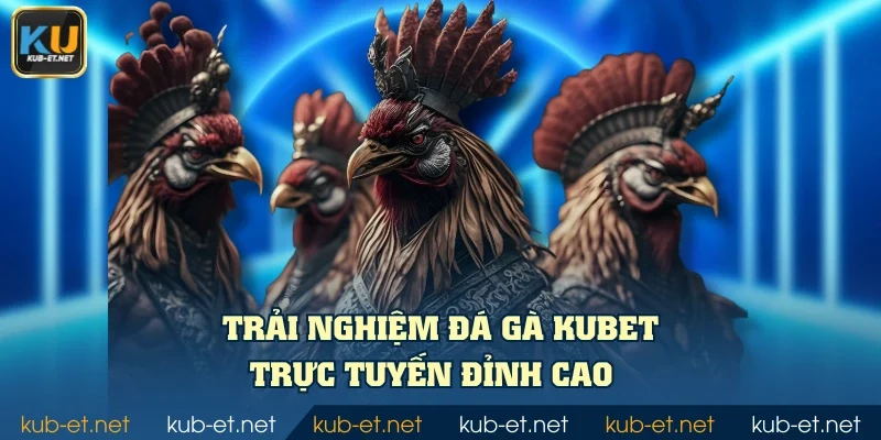 Trải nghiệm đá gà KUBET trực tuyến đỉnh cao