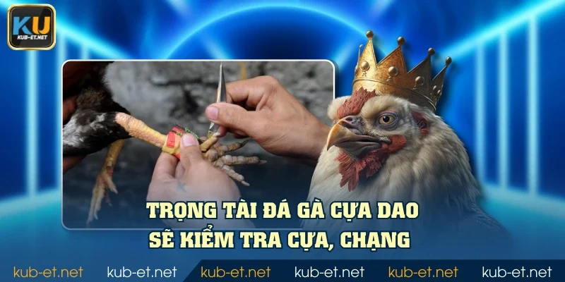 Trọng tài đá gà cựa dao sẽ kiểm tra cựa, chạng